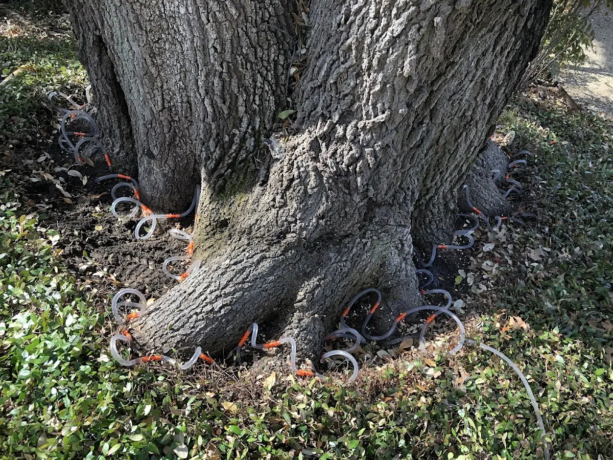 Detailed Tree Cabling and Bracing job site in Castroville